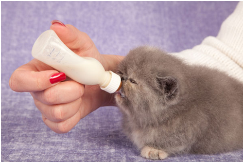 Tips Cara Merawat Anak Kucing Baru Lahir, Merawat anak kucing
