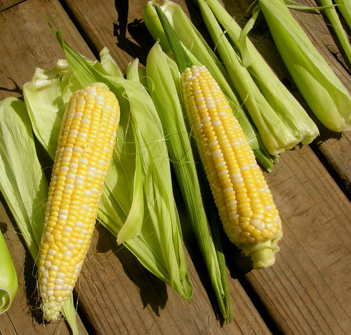 corn & husks