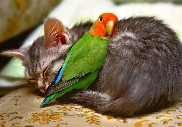 Cat And Parakeet