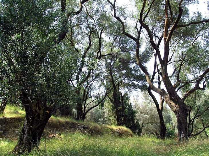 File:Olivenbaum Korfu.jpg