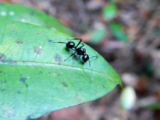 Black Ant, Dubuji Boardwalk