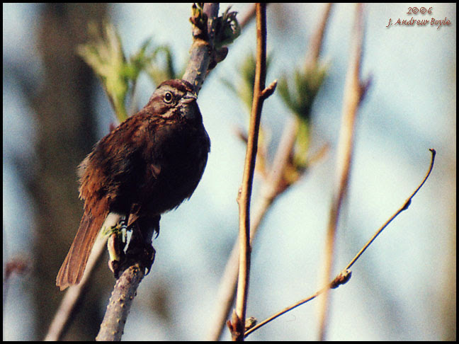 Song Sparrow
