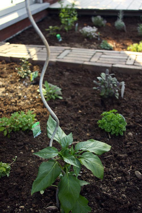 my herb 'garden'