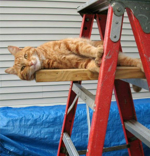 A Cat Who Knows How to Relax (14 pics)