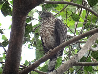 鳳頭蒼鷹/無限台南