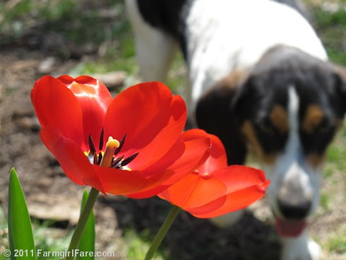 Tulips and Beagle Bert