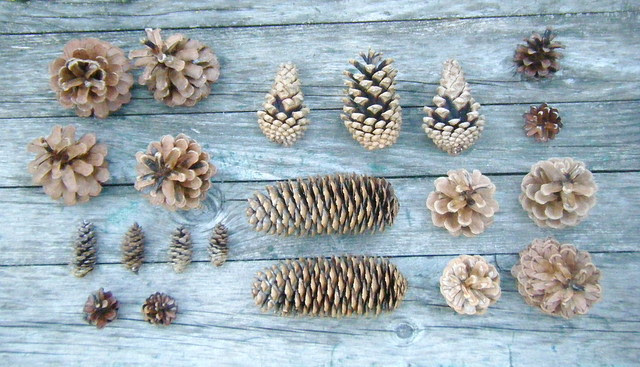 pine and spruce cones