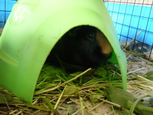 not coming out of her contraceptive igloo
