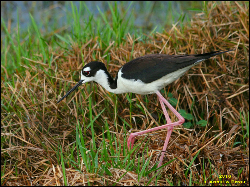 Black-necked Stilt Black-necked Stilt