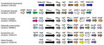 Thumbnail of Structural features of blaNDM-1 flanking regions of Vibrio fluvialis and other bacterial species in study of diarrheal fecal samples from patients in Kolkata, India, May 2009–September 2013. Arrow lengths are proportionate to the lengths of the genes or open reading frames. GenBank accession numbers are shown. Gene names: ISAba125, insertion sequence blaNDM-1, New Delhi metallo-β-lactamase; bleMBL, bleomycin resistance protein; trpF, phosphoribosylanthranilate isomerase; dsbd, cytoc