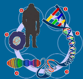 http://www.whalesinspace.com/wp-content/uploads/2010/03/dna_bigfoot.jpg