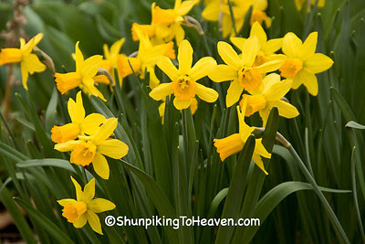  Daffodils, Dane County, Wisconsin