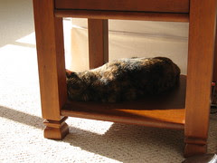napping kitty