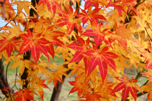 maple-leaves