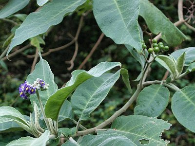 20060225-vs-8627 Tabaqueira - Solanum mauritianum