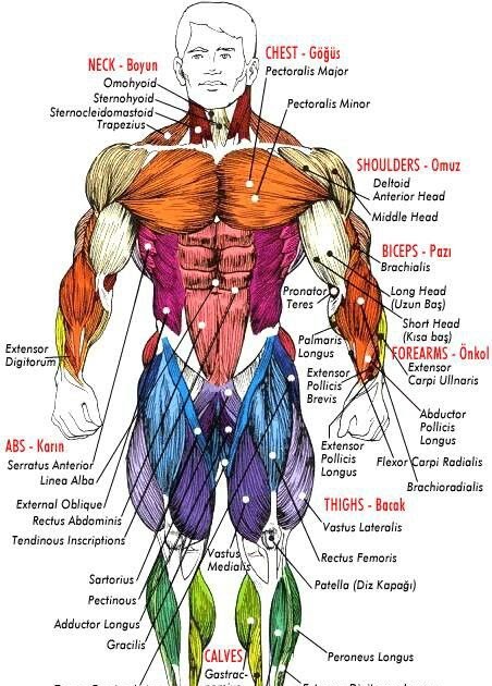 Anatomical Name Of Lower Back Muscles : human body muscle diagram ...