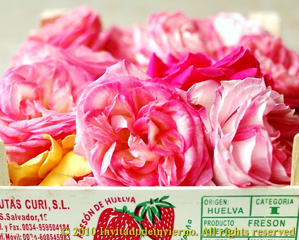 Rose petal sorbet 4