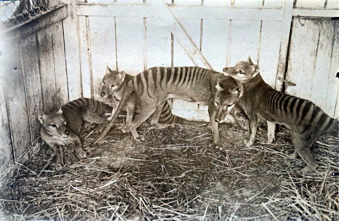 File:Thylacines.jpg
