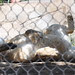 San Diego - Lazy lioness