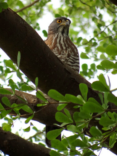 鳳頭蒼鷹/無限台南
