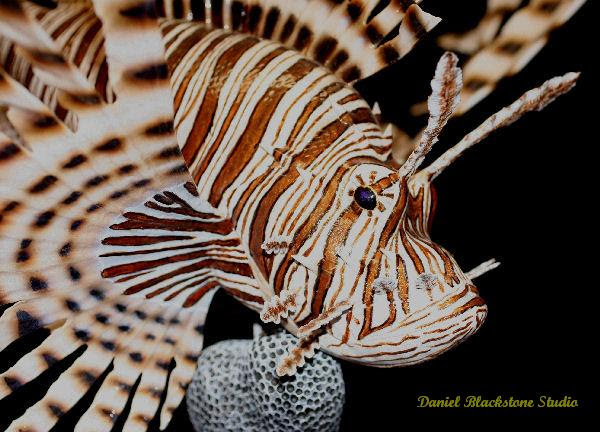 Marine life art and tropical fish carvings and marine life ...