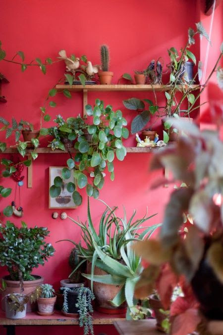 plants against a red wall - aloes and other succulents at the bottom... and that one in the middle looks like nasturtium but too neat and tidy (anyone know what it is?)