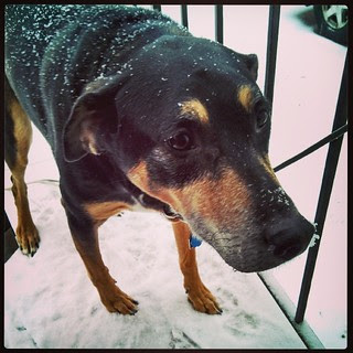 Snow Dog! #dogstagram #instadog #snow #nose #coonhoundmix #adoptdontshop #rescue #winterwonderland