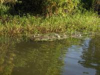 Free Image Hosting at www.ImageShack.us
