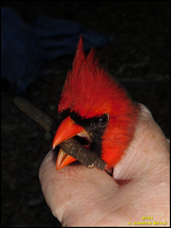 Northern Cardinal Northern Cardinal