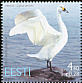 Tundra Swan Cygnus columbianus Tundra Swan Cygnus columbianus