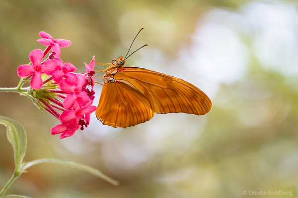 butterfly and flower, a perfect pose