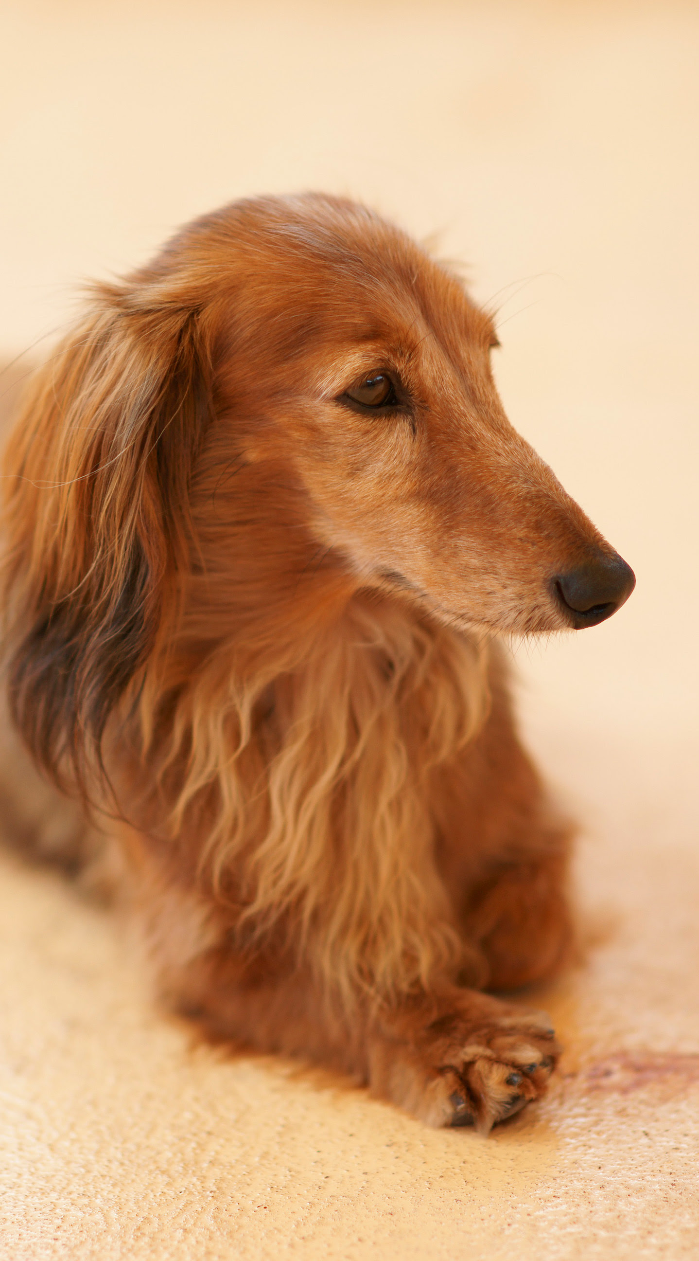 最も人気のある Iphone 壁紙 犬 最高の選択されたhd壁紙画像