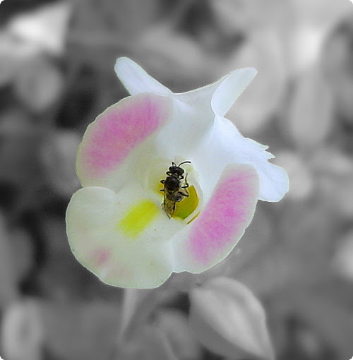 無限台南/蒼蠅和花