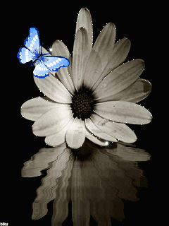 Бабочка на Цветке
