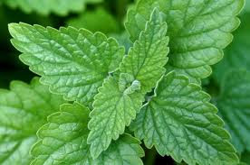 7 Plants That Repel Insects