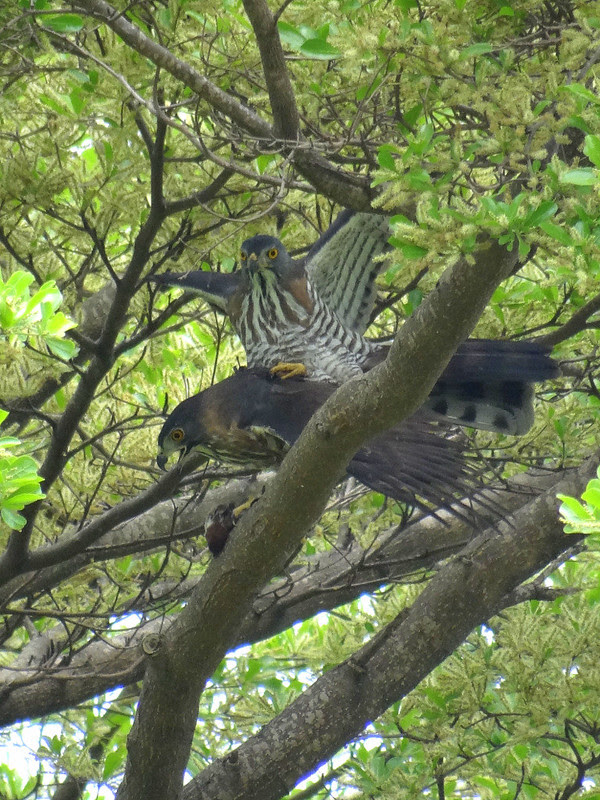 鳳頭蒼鷹/無限台南
