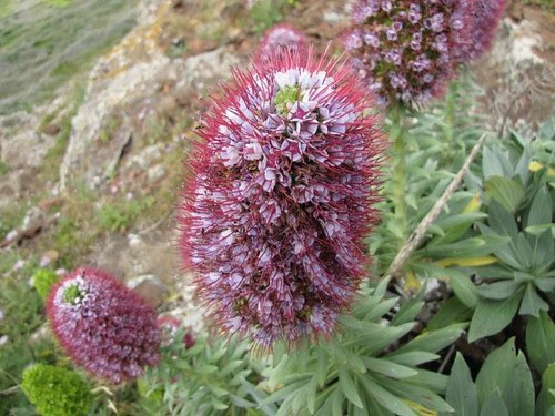 Echium portosanctensis-16.04.11-2e