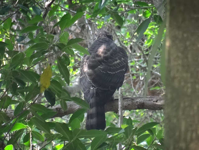 鳳頭蒼鷹/無限台南