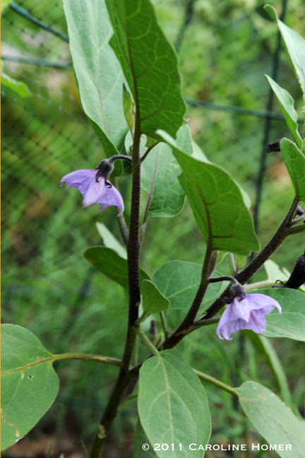 Eggplant flowers