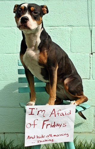 Koira: "I'm afraid of Fridays"