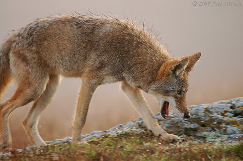 Morning yawn