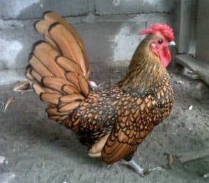 940 Koleksi Gambar Binatang Ternak Ayam Gratis Terbaru