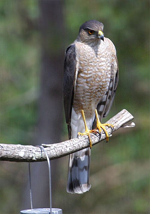 http://www.hiltonpond.org/images/HawkSharpShinnedAdult01.jpg
