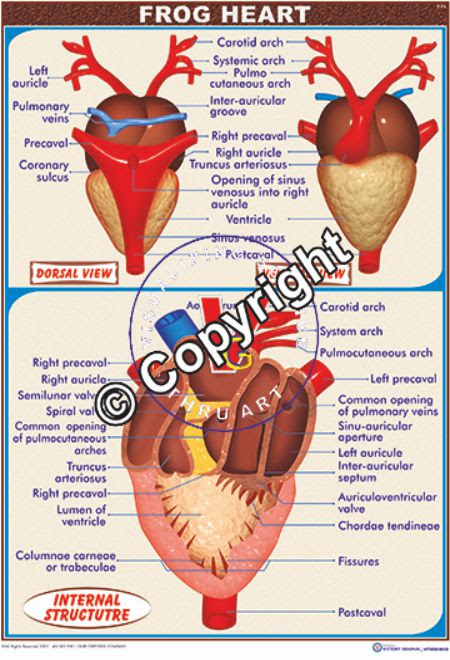Frog Heart Anatomy - Anatomy Diagram Book