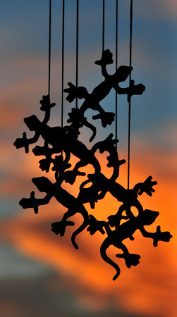 Lizard Sunsets