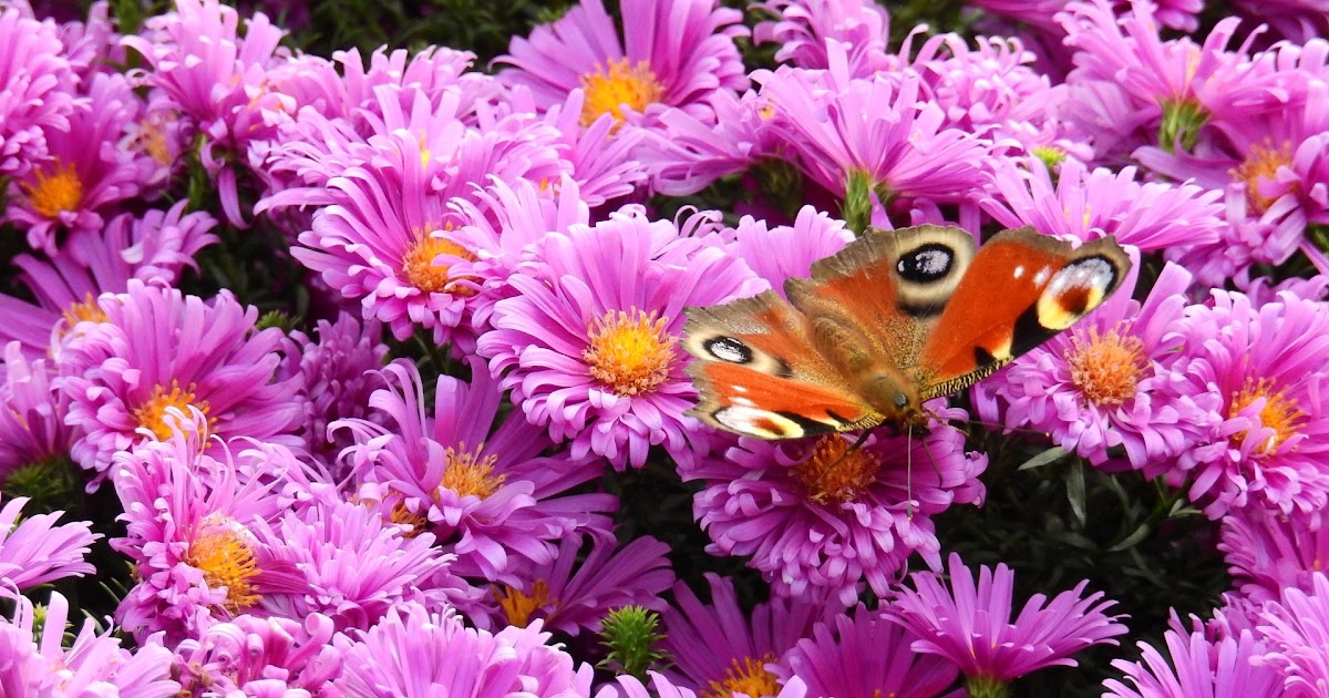 38 Hintergrundbilder Blumen Und Schmetterlinge Besten Bilder Von Ausmalbilder