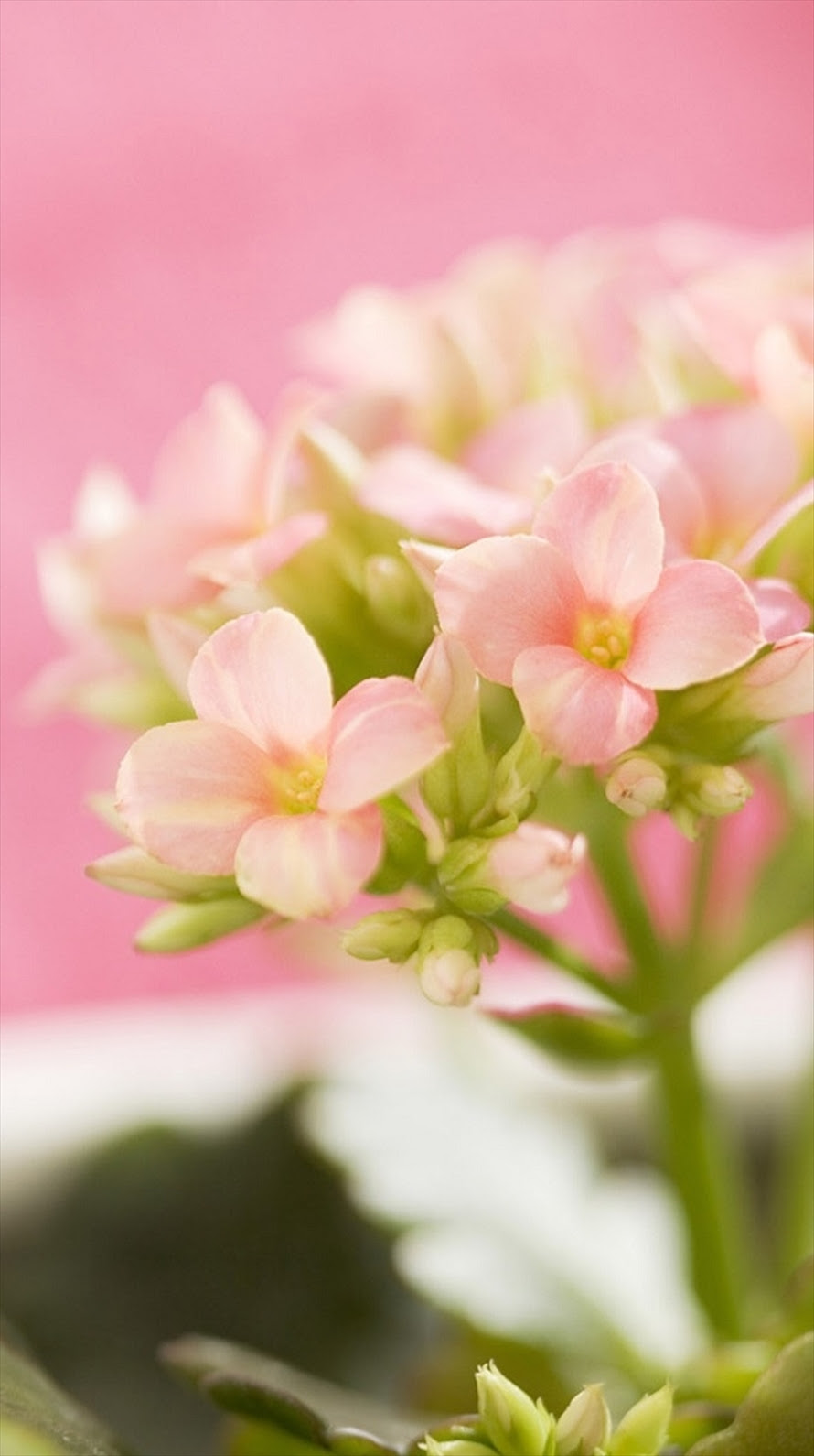 美しい花の画像 最高ピンク 花 画像 かわいい