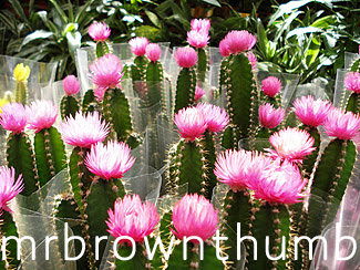 Fake Flowers On Cacti Cacti Flowers Indoor Garden