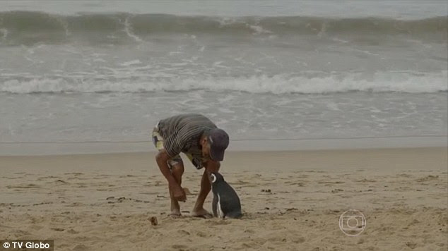 When Mr de Souza first discovered the tiny penguin he was worried the starving creature would die