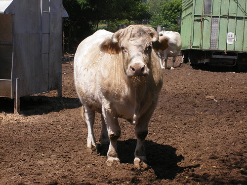 Hola vaca!